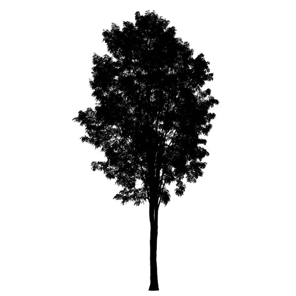 Wielkie drzewo sylwetka: szczegółowe wektor - Wektor, obraz