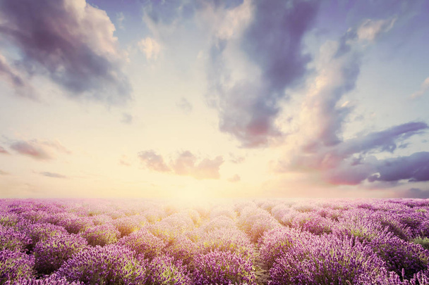 Pola Lawendowe kwiaty o zachodzie słońca - Zdjęcie, obraz