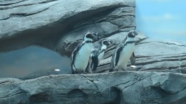 Humboldt penguin in the zoo - Filmagem, Vídeo