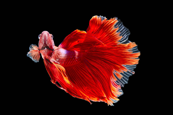 Κόκκινο ψάρι betta, σιαμαία ψάρια καταπολέμηση σε μαύρο φόντο - Φωτογραφία, εικόνα