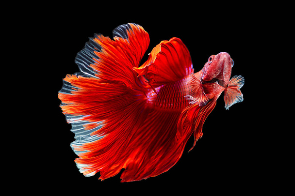 Красная рыба, сиамская боевая рыба на черном фоне - Фото, изображение