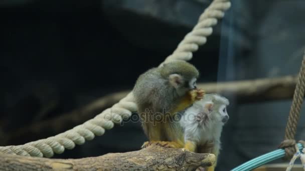 Two Squirrel monkeys in the aviary - Imágenes, Vídeo