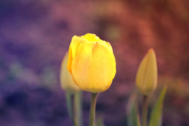 Un tulipano giallo tonico
 - Foto, immagini