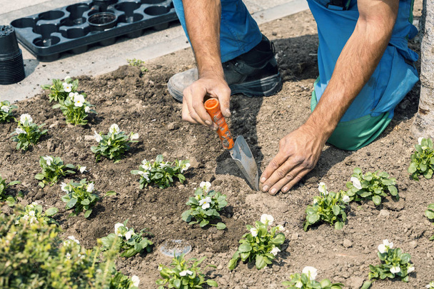 Tuinman handen met tuingereedschap planten van bloemen - Foto, afbeelding