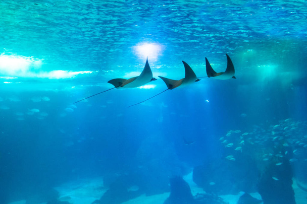 Onderwater Manta achtergrond - Foto, afbeelding