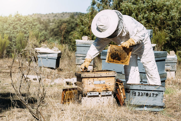 Beekeeper working collect honey. - Фото, изображение