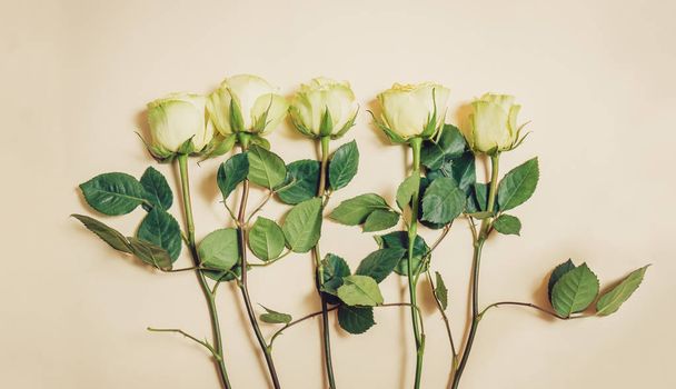 ベージュ色の背景に美しいバラの花。ビンテージ スタイル - 写真・画像