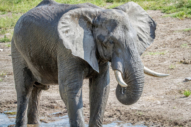 Elefánt iszik egy vizes pocsolya. - Fotó, kép