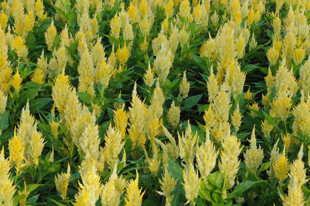 Желтые оперённые цветы Кокскомба
 - Фото, изображение