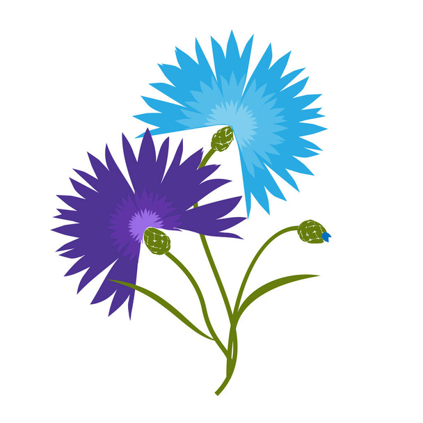 Flor azul aciano aislado sobre fondo blanco. Dibujos animados vector centaurea cyanus ilustración
 - Vector, Imagen