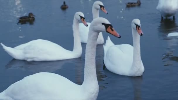 fehér hattyúk a vízen - Felvétel, videó