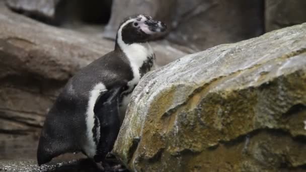 Humboldt penguin in the aviary - Séquence, vidéo