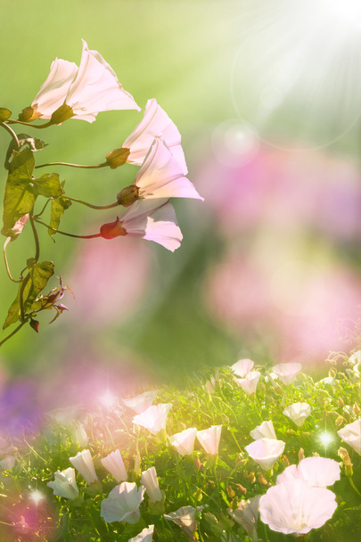zářící jarní květiny - Fotografie, Obrázek