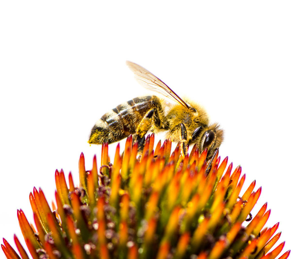 Mehiläinen kerää nektaria auringonkukan kukassa
 - Valokuva, kuva