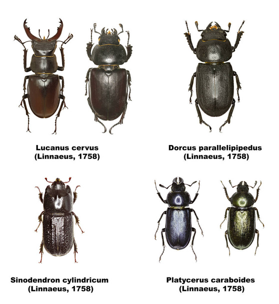 Geyik böcekleri Avrupa - Lucanidae kümesi - Fotoğraf, Görsel
