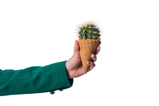 cactus in waffle cone - Photo, Image