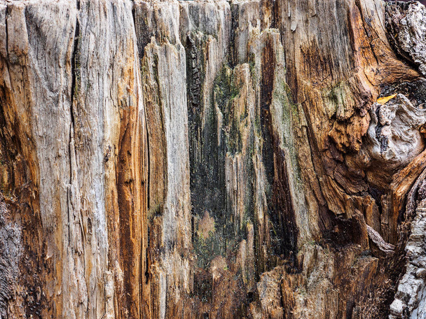 Texture old tree wood, annual growth ring - Zdjęcie, obraz