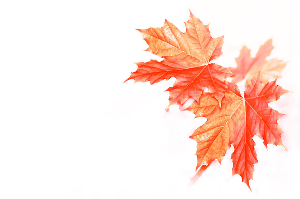 Světlé barevné podzimní listí  - Fotografie, Obrázek