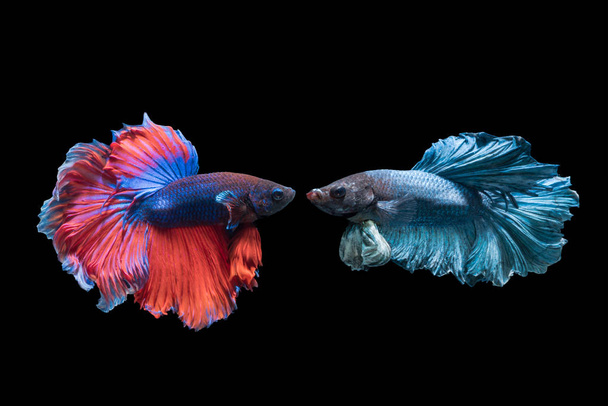 Betta splendens, güzel kırmızı ve mavi balık mücadele  - Fotoğraf, Görsel