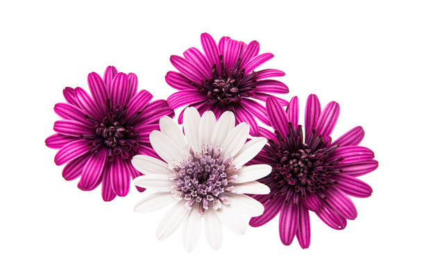 Цветок Дейзи изолирован
 - Фото, изображение
