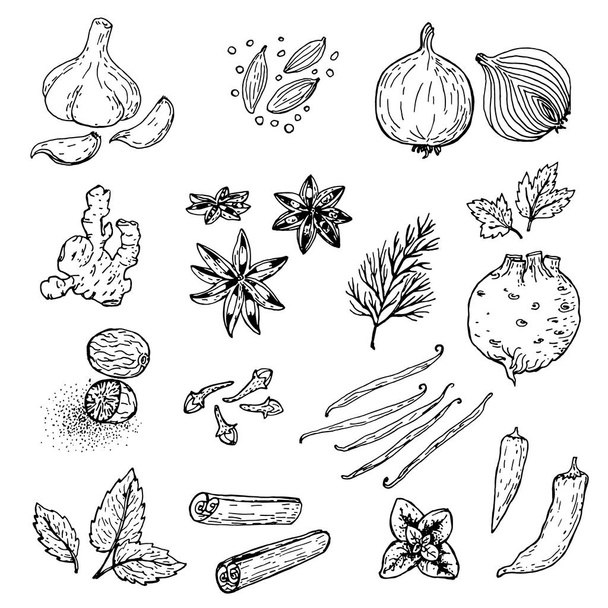 Conjunto de raízes e especiarias desenhadas à mão
 - Vetor, Imagem