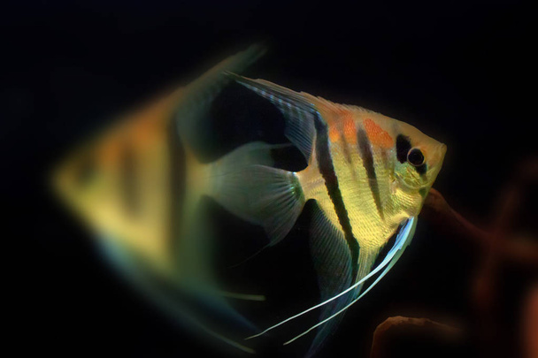 Рыба-ангел или птерофиллум чешуйчатый
 - Фото, изображение