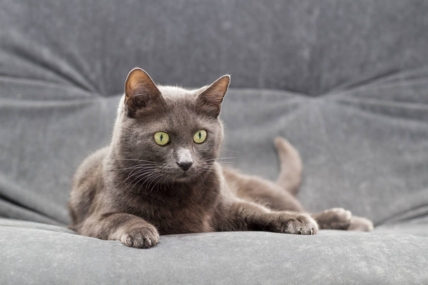 freche graue Mandschkin, die auf dem Bett liegt und in die Kamera schaut. graue Katze auf dem Rest - Foto, Bild