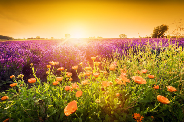 Laventeli kukat pellon maisema auringonlaskun aikaan
 - Valokuva, kuva
