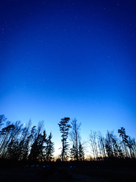 noční obloha s hvězdami v zimní noci se stromy - Fotografie, Obrázek