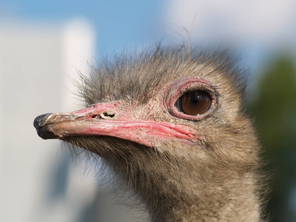 ostrich close-up - Zdjęcie, obraz