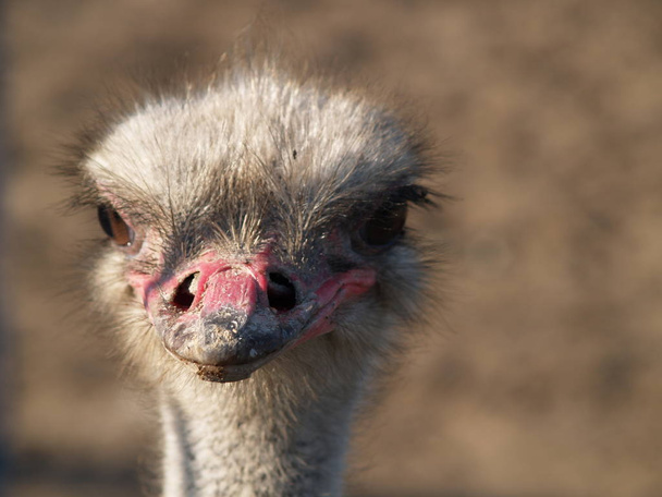 struisvogel close-up - Foto, afbeelding