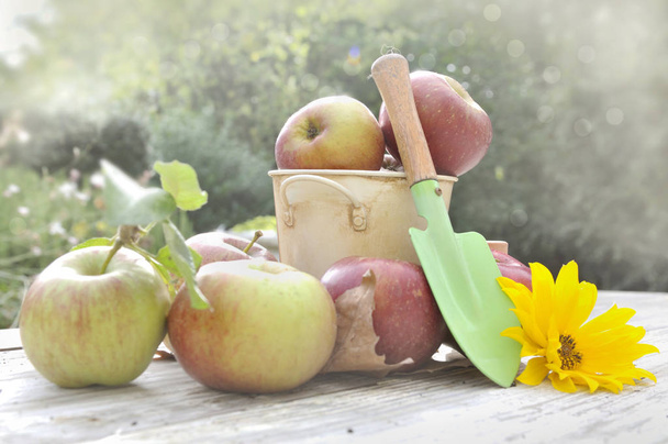 harvest of apples - Photo, Image
