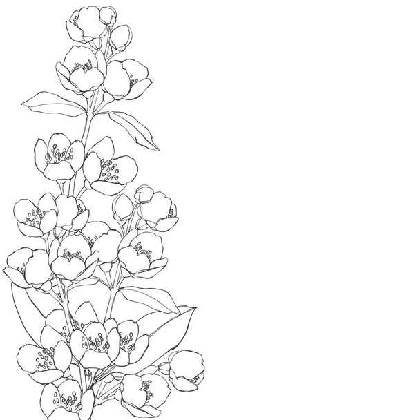  branches of flowers jasmine.  - Vector, Image