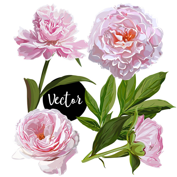 Vektor rózsaszín pünkösdi rózsa illusztráció készlet - Vektor, kép