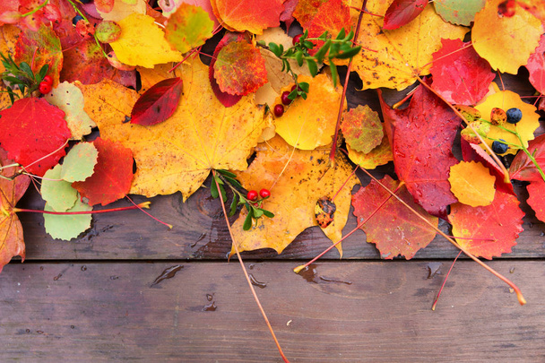 Autumn fall leaves background - Photo, Image