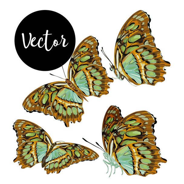 Sada vektorové ilustrace motýli - Vektor, obrázek