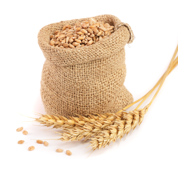 wheat spike and wheat grain in burlap bag isolated on white background - Photo, Image