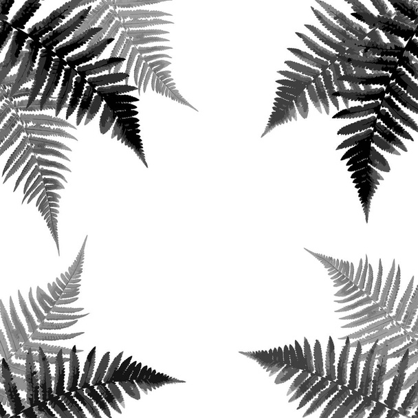Fern Leaf Vector Background Illustration - Vector, Image