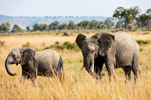 Elephants in safari park  - Zdjęcie, obraz