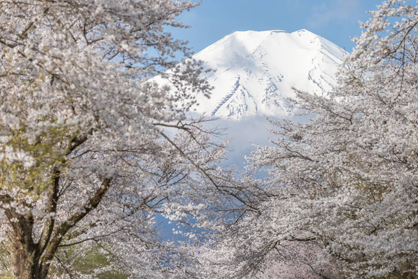 Góra Fuji i drzewa Sakura  - Zdjęcie, obraz