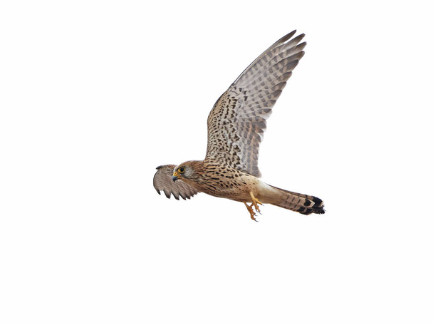 Lesser kestrel (Falco naumanni) - Photo, Image