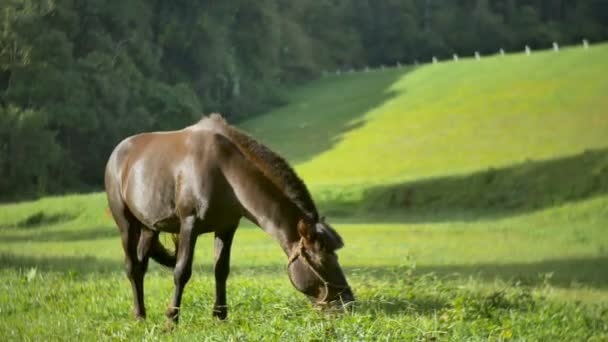 Moviéndose alrededor de hermoso caballo semental marrón oscuro de gran alcance de pie en el campo de pradera y pastoreo en el impresionante atardecer dorado
. - Metraje, vídeo