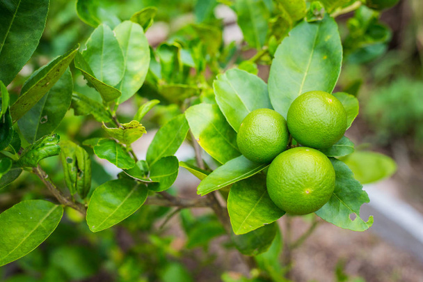 Bahçede yeşil limon ağacı ekşi (limon). Tayland. - Fotoğraf, Görsel