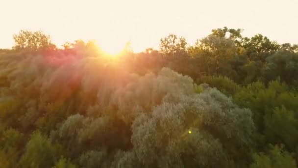 Flying over the trees at dawn - aerial videotaping - Filmati, video