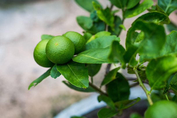 Green lime tree sour (Lemon) in the garden. Thailand. - Photo, Image