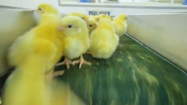 Poultry, cute chicks on a conveyor. Chick at a poultry. - Felvétel, videó