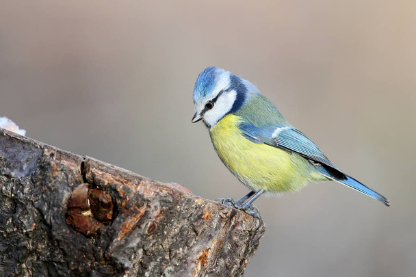 Unusual extra close up portrait of blue tit in warm morning light. - 写真・画像