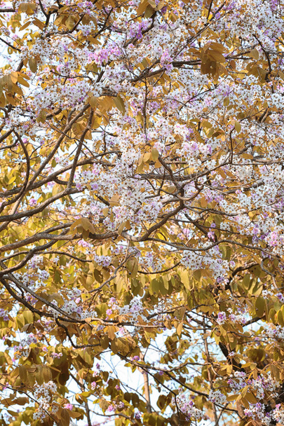 Leaf color change and blooming flowers. - Photo, Image