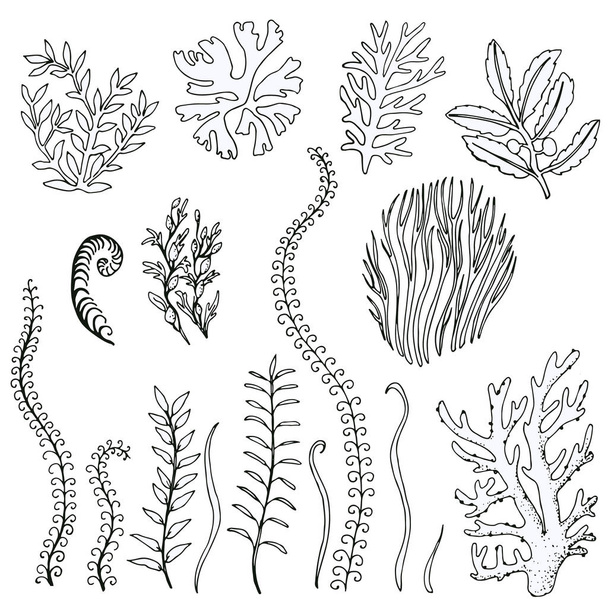 set hand-drawn doodle algae. Vector isolated on white - Vector, Image