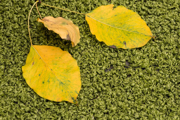 Осінній склад трави запалює сухі гілки на штучній зеленій траві
. - Фото, зображення